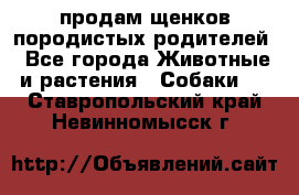продам щенков породистых родителей - Все города Животные и растения » Собаки   . Ставропольский край,Невинномысск г.